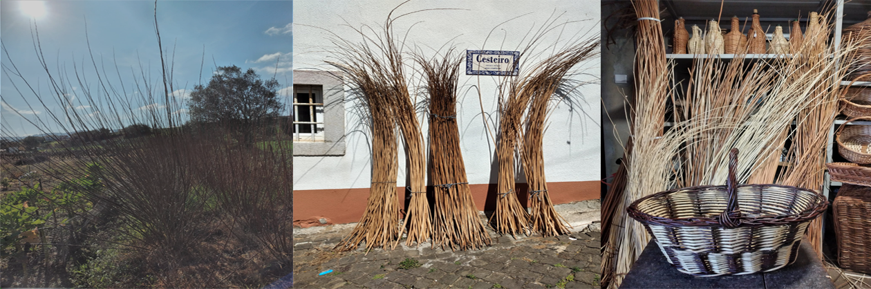 O ciclo de vida do vime